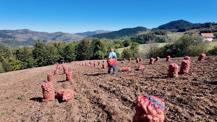 Ni slučajno ga ne jedite: Evo kako izgleda krompir prepun toksina