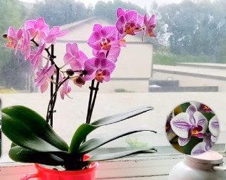 Žena otkrila kako je njena orhideja cvetala čak 12 godina: Jednostavni trikovi za duži životni vek najlepše sobne biljke