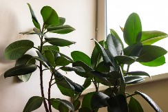 Donosi bogatstvo: Fikus u kući treba da stoji samo na ovom mestu