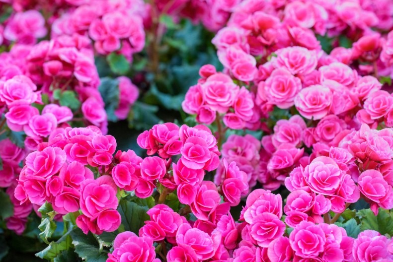 Svaka kuća treba da ima ovo cveće: Naš narod veruje da tera svađu, a privlači ljubav i sreću!