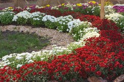 Božanstveno cveće koje uspeva svima: Samo 1 stvar je ključna da raskošno buja sve do prvog snega