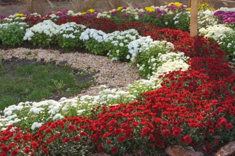 Božanstveno cveće koje uspeva svima: Samo 1 stvar je ključna da raskošno buja sve do prvog snega