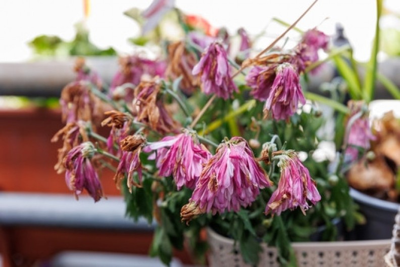 Vi zalivate i zalivate i zalivate, a cveće vene, vene i vene: Gde pravite strašnu grešku, evo šta je najbitnije kod odgajanja biljaka