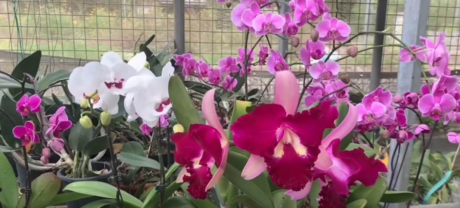 Samo pospite po vrhu: A orhideje cvetaju kao lude tokom cele godine