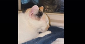 Zaljubljeni mačak očarao 8 miliona ljudi: Svaki dan dođe kod svoje simpatije i uradi istu stvar!