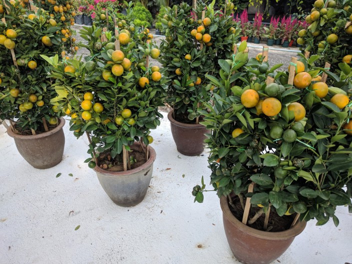 Vratite mir i blagostanje u porodični dom: Da rasterate lošu energiju treba vam samo jedno voće