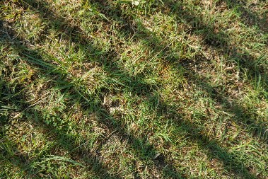 Kada je štetočina napadne, uništi je celu, požuti za tren oka: Evo kako da spasete travu u dvorištu, ova malo čudna stvar je rešenje