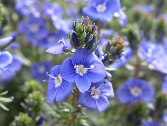 U avgustu su je naše bake brale po livadama: U narodu je poznato da ova biljka čisti krv, jača pamćenje i leči rane, a raste svuda oko nas