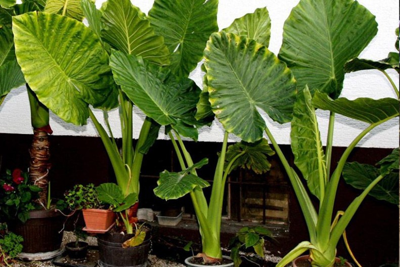 Nemojte da dozvolite da ‘’zaplače’’, obratite pažnju! Kako da adam, biljka koja skoro nikome ne cveta, vama ipak procevata