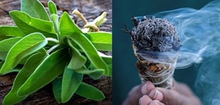 Nećete verovati zašto svi sad stavljaju žalfiju kraj kreveta: Evo šta krije ova moćna biljka