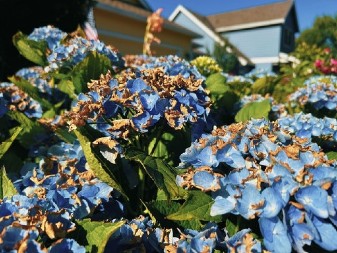 Hortenzije su počele da se suše? Uz pomoć ovog genijalnog trika posle nekoliko sati biće opet bujne!
