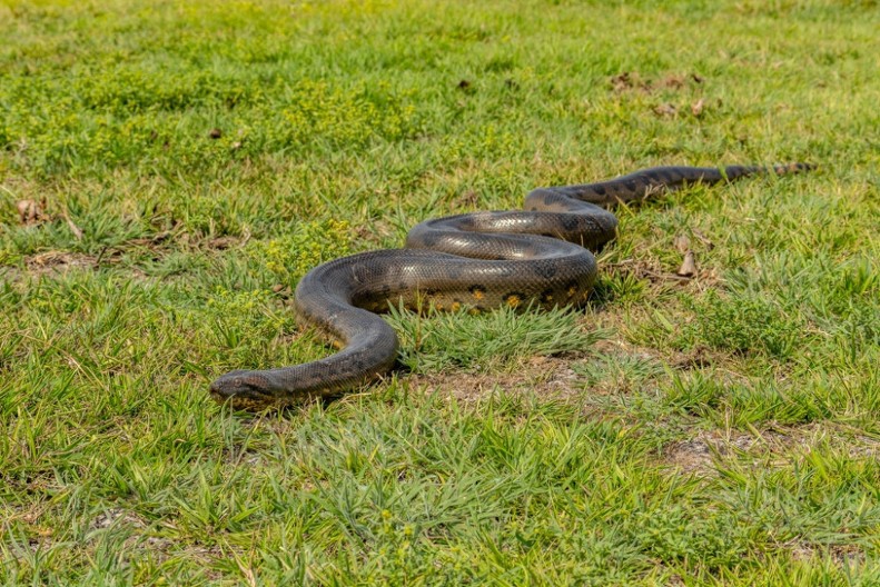 Zmije nikako ne podnose ove 3 biljke: Posadite ih u dvorištu i obilaziće vas u širokom luku