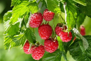 Sirće ne dolazi u obzir: Evo kako da pravilno operete maline, prljavština nestaje kada pomešate ove 2 stvari