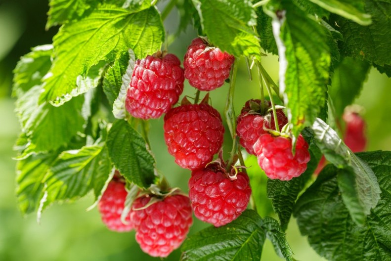 Sirće ne dolazi u obzir: Evo kako da pravilno operete maline, prljavština nestaje kada pomešate ove 2 stvari