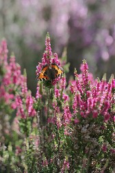 Blago sa planinskih pašnjaka: Iva kao prirodni eliksir zdravlja