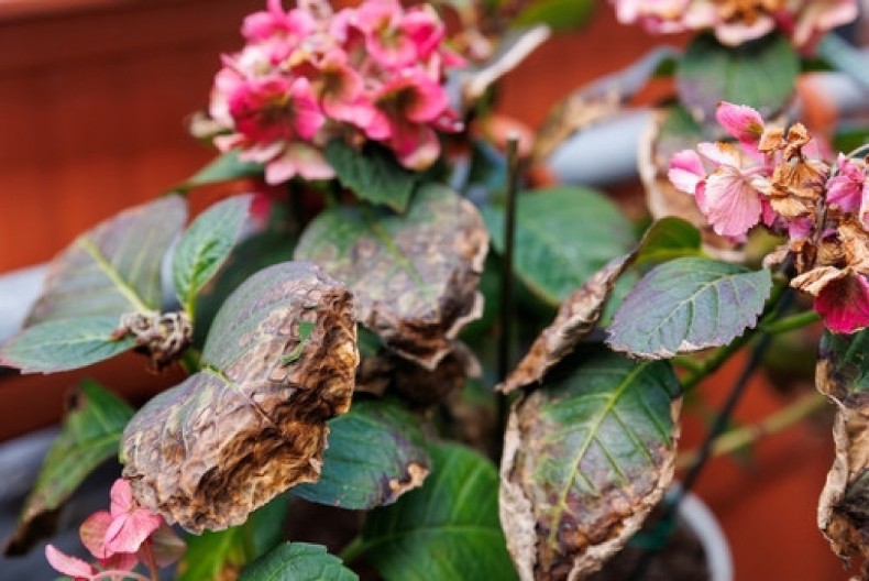 Kako da oživite uvelo cveće? Poštujte ovo pravilo u zalivanju - biće vam raskošno i tokom julskih vrućina