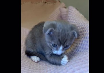 Malo mače zaludelo internet: Slatko je kao šećer, a svi se pitaju da li je mešanac mačke i psa!