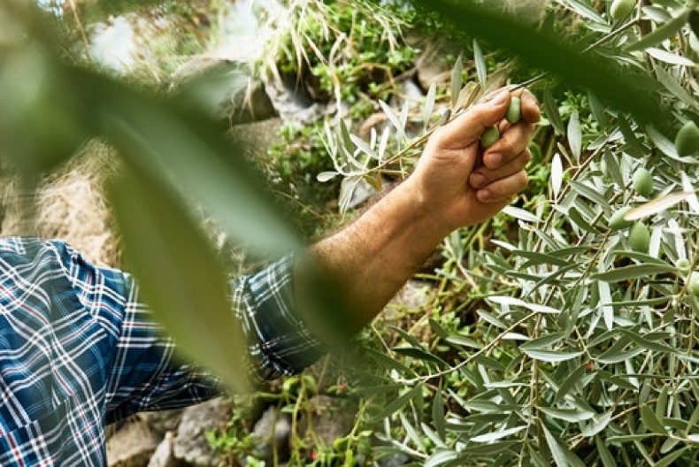 Zdravije od maslinovog ulja: Ovo je najdelotvorniji deo te biljke, uništava viruse i reguliše šećer u krvi