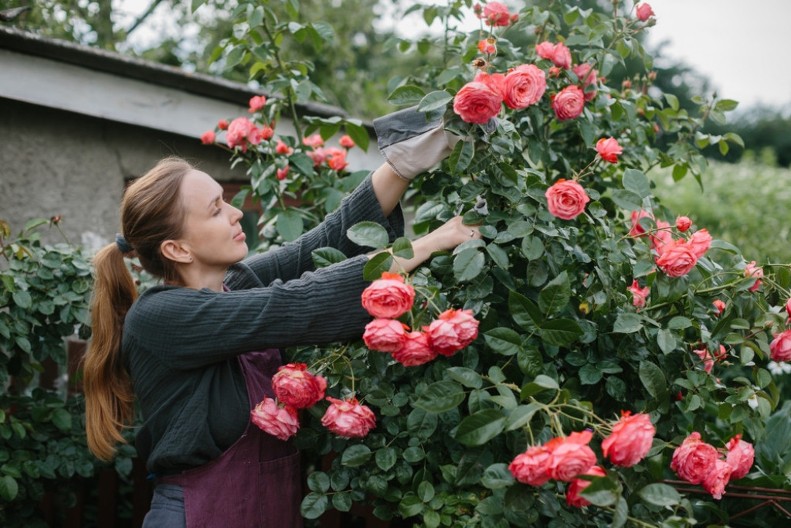 Baštovani poludeli za ovim trikom: Rešenje za bolesne ruže krije se u svakoj kuhinji