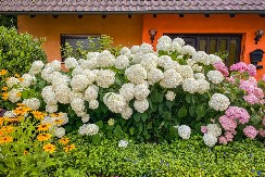 Hortenzije cvetaju kao lude kada ih posadite na ovo mesto: Ne uspevaju baš svuda, jedan deo u dvorištu najviše vole