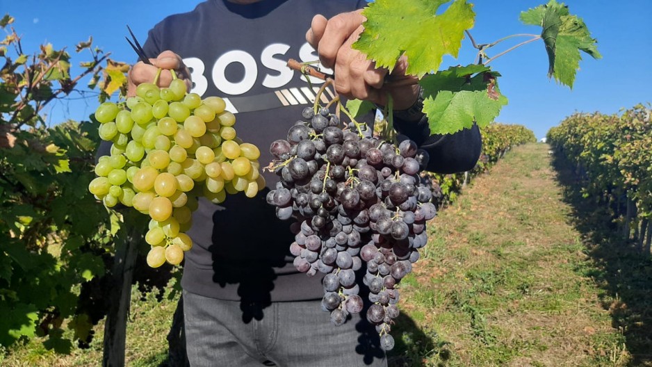 Doktor otkrio koje grožđe je bolje, crno ili belo: "Testirao sam ga na sebi, šećer mi skočio na 15"