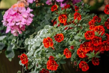 Moćni eliksir za cveće iz snova: Samo zakopajte kesicu ovoga u saksiju i gledajte kako buja kao ludo!