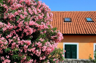 Otrovan i za ljude i za kućne ljubimce: Svi sade ovaj cvet zbog lepog izgleda, a ne znaju koliko je opasan!