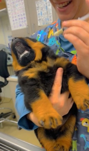 Njegova reakcija do suza nasmejala sve, jedva ćete doći do daha: Pogledajte kakve kerefeke ovo kuče izvodi, veterinarka ne može da ga obuzda