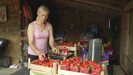 Džaba crvena, ako nema miris: Evo kako da odmah skontate da li su jagode domaće ili "iz kamiona“