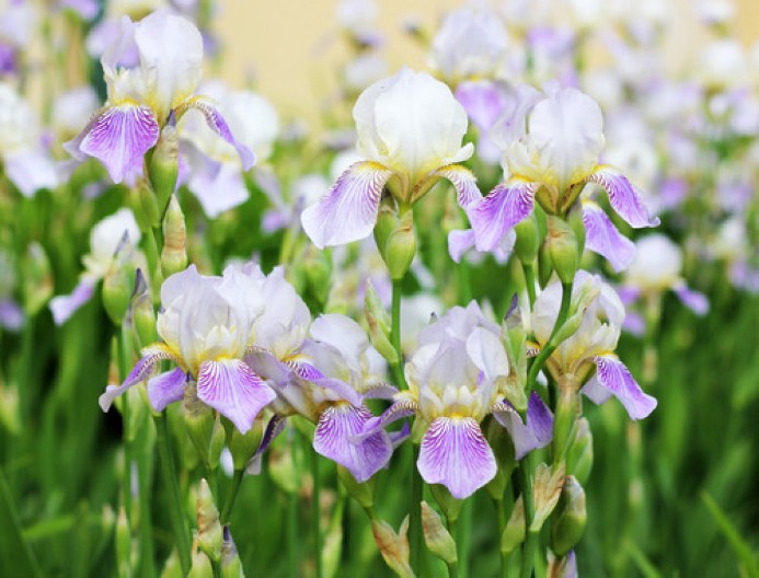 Iris tera zle sile iz kuće: Dve stvari su ključne kako bi cvetao kao lud