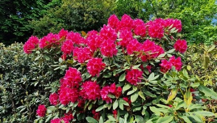 Cvet nalik ruži najbolje uspeva u septembru: Raskošni cvetovi bujaju sve do zime!