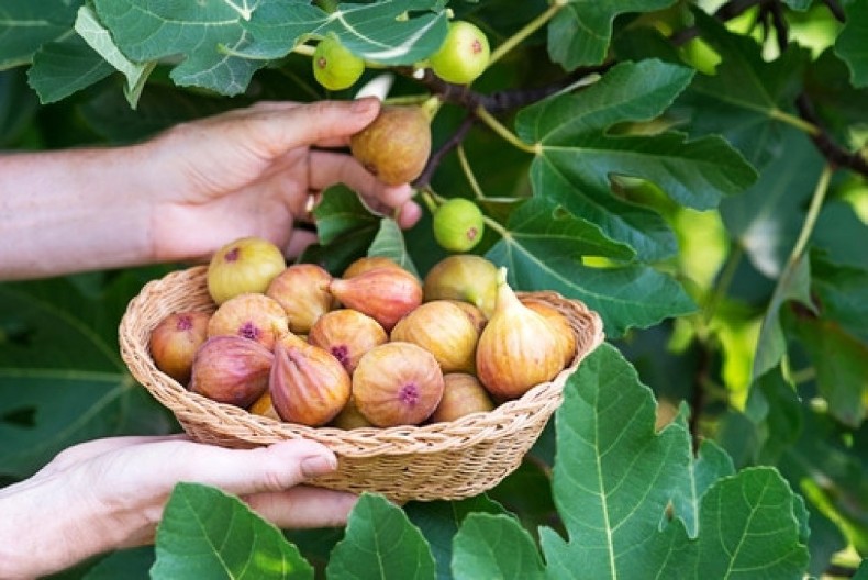 Pojedite 2 smokve dnevno: Nisu samo slatke – ovo voće podmlađuje, čuva srce i kosti, evo zašto su simbol dugovečnosti