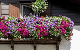 Terasa će vam izgledati kao da leto još traje: Posadite u septembru 3 najlepša jesenja cveta