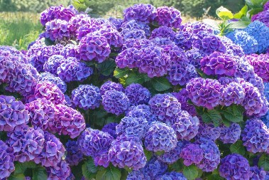 Hortenzije prosto bujaju pored 1 biljke: Štiti ih od štetočina, pa bolje napreduju i imaju raskošnije cvetove