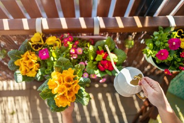 Cveće koje se sadi u maju: Otporno na visoke temperature, krasiće terasu, a uživaćete u raskošnim bojama sve do kasne jeseni