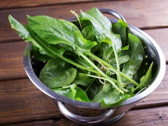 Jedite je svežu i osećaćete se kao novi: Naše bake su ovu biljku u proleće brale po livadama - Vraća snagu i popravlja probavu