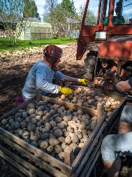 "Pametna“ bašta koja sama rađa: Bez kopanja, zalivanja i đubrenja svake godine izvadi čak 2 tone krompira