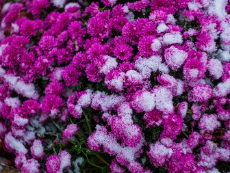 Sad je vreme da zasadite zimske ruže: Hrizanteme će vam cvetati od novembra do aprila, uz ovaj malu caku