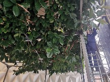 Ako ga dobijete na poklon, bolje ga bacite, sami ga ni u ludilu ne kupujte: Ovo drvo donosi nesreću u kuću, nemir i bedu