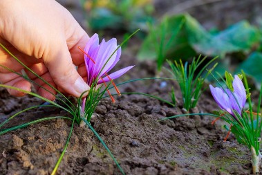 U septembru se sadi najskuplji začin na svetu: Kilogram košta više od milion dinara, bacite se na posao!