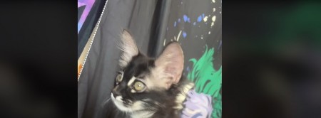 Mačka oduševila 2,5 miliona ljudi: Ima toliko neobično krzno da su svi poludeli za njom, ne mogu da je se nagledaju!