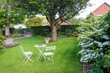 Posadite ovo drvo blizu kuće: Veruje se da čuva od nesreće, a privlači ljubav i blagostanje