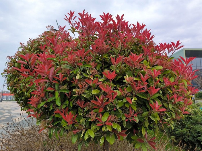 Drvo strasti i obnove: Uspeva godinama, a uneće u vaše dvorište raskoš i eleganciju