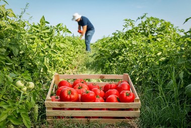 Pospite mrvicu ovog praha oko paradajza: Rodiće duplo više, a plodovi će biti krupni i sočni