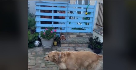 Zaljubljeni psi postali hit na internetu: Evo kako se pozdravljaju svakog dana, komšije u čudu!