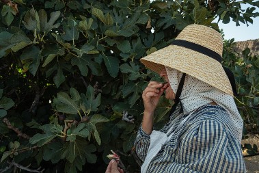 Recept kao iz bakinog dnevnika: Smokvino lišće je dobro za trigliceride i snižava pritisak, evo kako da napravite sirup