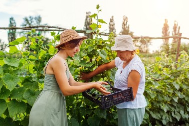 Podignite krastavce do neba: Najbolje potpore za sočne plodove i zdravu baštu