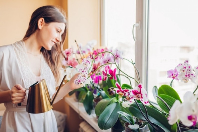 Kako orhideju vratiti u život: Sipajte samo ovu tečnost u saksiju i krenuće novi ciklus bujnih cvetova