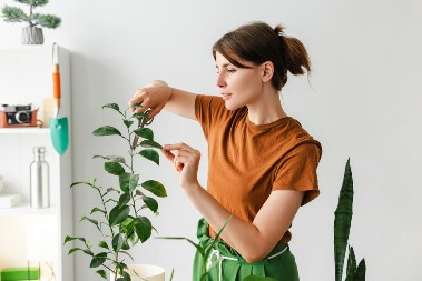 Mnogi veruju da je ovo drvo sveto: Lako uspeva u stanu i privlači novac kao magnet