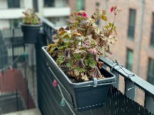 Oporavite uvelo cveće: Poprskajte ga ovim rastvorom, oživeće za nekoliko dana!